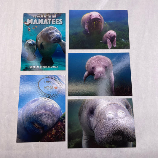 Set of 5 Manatee Postcards